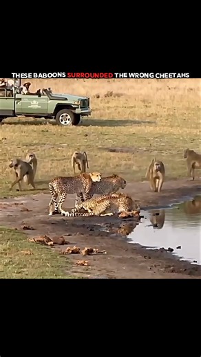 These Baboons Tried to Catch the FASTEST Land Animals! #trending #animals #wildlife #youtubeshorts