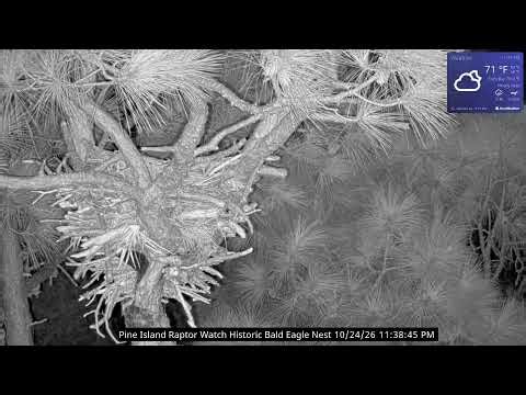Pine Island Raptor Watch | Historic Eagle Nest Cam | 10/24/2026 12:00 PM