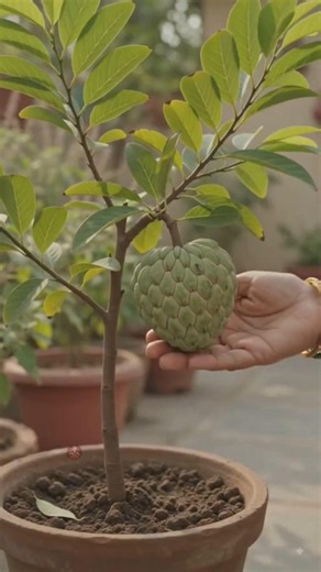 🌱 5 Easy Plants You Can Grow at Home! 🪴🤯 #shorts