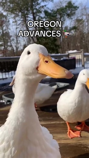 Oregon Ducks Advance in Championship Highlights