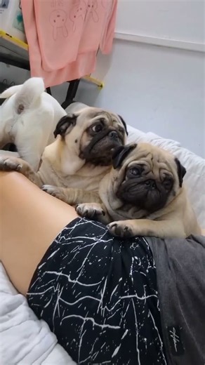 Having such a great time! #pug #dog #pets #reelsfb