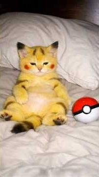 Adorable Baby Kitten #lovecats