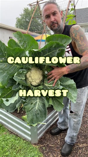 Cauliflower Growing: First Harvest and Pickling Tips