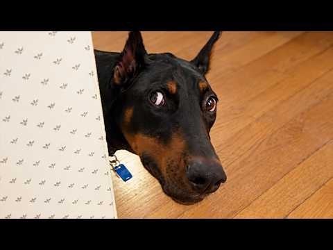 You've NEVER Seen Dogs So FULL of DRAMA! 🤣 Hilarious Dog Videos 2026