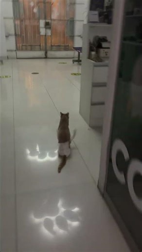 Cat slides upright in diaper while being chased in Lima, Peru