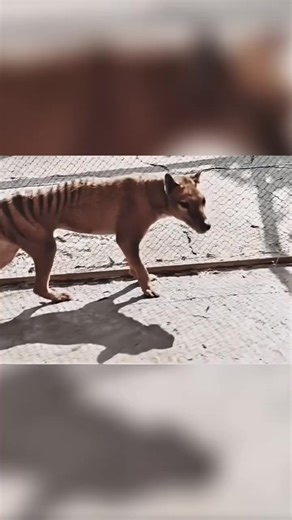 Extinct Animals That Secretly Survived