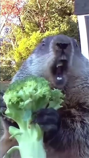 Groundhog Caught Red-Handed Stealing Bird Feeder Snacks! #shorts