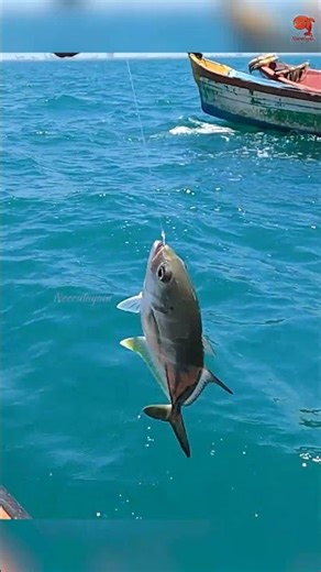 Prawn bait doing magic again! Horse Eye Jack on the line! #fishing #fishingvideo #fishingtime