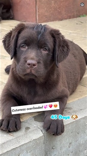 Labrador cute puppy transformation 45days to 10months #Labrador #transformation #shortsfeed #viral