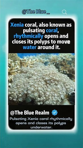 Pulsating Xenia coral rhythmically opens and closes its polyps underwater.#animalfacts #wildlife