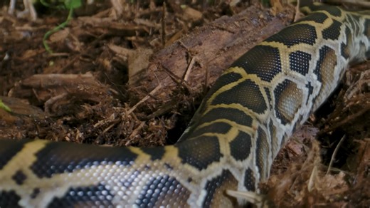 This 5-meter snake is destroying entire ecosystems – and it’s spreading