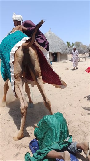 Dangerous Moment! Camel Suddenly Stands Girl Almost Falls Back | Shocking Scene