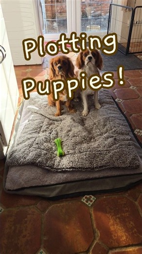 SIDE BY SIDE CAVALIERS #cavalierkingcharlesspaniel #puppy #doglife #cavaliers #cavalier #cutepuppy