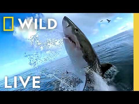 🔴 Live: Investigating the World's Biggest Sharks | LIVESTREAM | Nat Geo Animals
