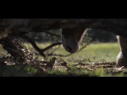 Budweiser | Super Bowl LX Commercial 'American Icons'