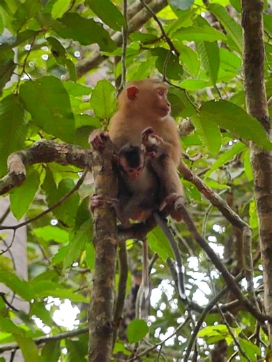 Rescue and Care of Baby Demitry: A Mother's Love for a Baby Monkey