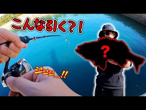 【離島生活#59】厳しすぎる状況の中あの魚が足元で！！
