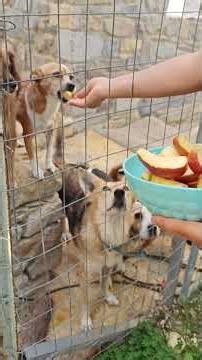 APPLES, MYSTERIOUS APPLES 🧐 😅