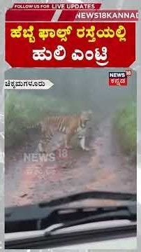 Tiger Blocks Hebbe Falls Road | ಹೆಬ್ಬೆ ಫಾಲ್ಸ್ ರಸ್ತೆಯಲ್ಲಿ ಹುಲಿ ಎಂಟ್ರಿ | N18S #kannadalivenews