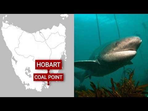 Man airlifted to hospital following shark attack in Tasmania