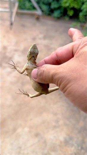 Catching a lizard,😳 #life #insects #nature #lifeisbutadream #bee #insecticida #lizard #dracolizard