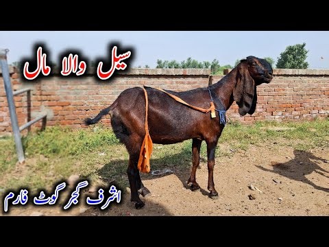 Goats Looking For New Home - Ashraf Gujjar Goat farm 