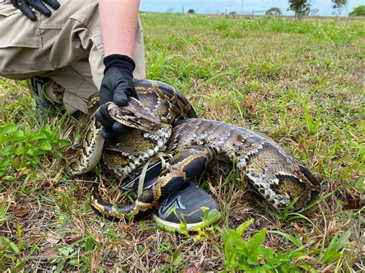 Florida finds an unexpected ally in the fight against pythons: Opossums