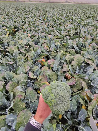 Broccoli Harvest Tips: When Broccoli Looks Its Best