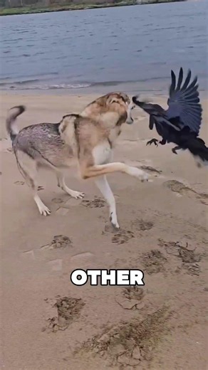 Crows Never Forget Your Face... Here's Why 🐦😳