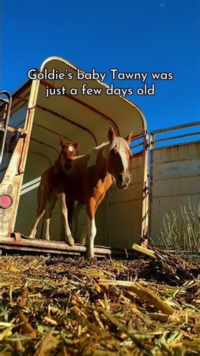 Wild Foal Born the Morning We Rescued Her Family… 4 Days Without Water