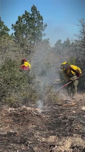 Bastrop State Park #SpringPineFire