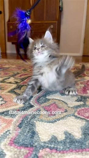 6 weeks old, Bastet Maine Coon Kitten loves to play