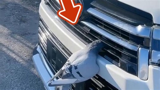 男子发现一只鸽子被困格栅缝隙中，没想到好心救助后，竟被赖上！