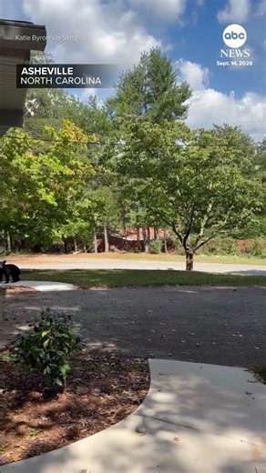 Bear cubs patiently wait as mom ransacks North Carolina garage