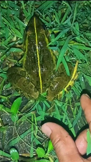 These Frogs Are Absolutely Hilarious #frog #funny #shorts