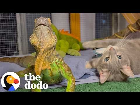 This Iguana Has A Very Dedicated Cat Fan Club | The Dodo