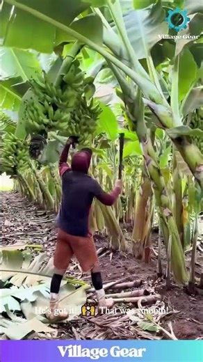 This Banana-Catching DUO Has My Complete TRUST! 😂 They Are True Farming Superheroes! #banana #funny