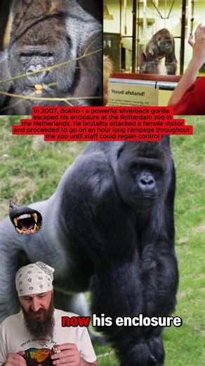 In 2007, Bokito-a powerful silverback gorilla escaped his enclosure at the Rotterdam zoo in the Netherlands. He brutality attacked a female visitor and proceeded to go on an hour long rampage throughout the zoo until staff could regaln control. This incident shocked the public and become one of the most infamous animal attacks ever recorded in a European zoo. Thank you @Markle Lucas for requesting this story. #truestory #primate #zoo #gorilla #attack