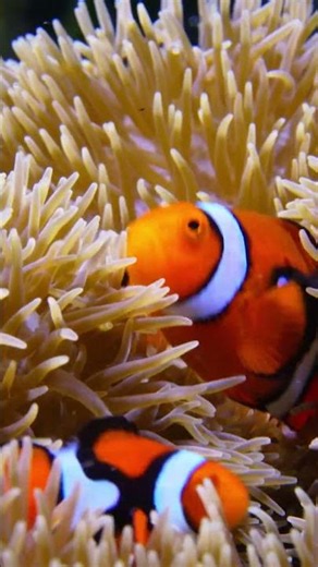 This underwater community is built on relationships. #ocean #clownfish #stem #naturepbs #anemone