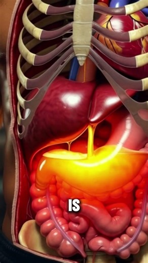 What One Beer Actually Does to Your Liver!!3D Human Anatomy Animation