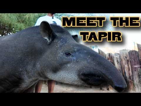 Meet the Tapir! 600-Pound Gentle Giant at the Zoo