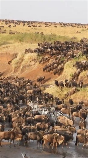 Wildebeest Migration 2026 | Masai Mara River Crossing Migration Tanzania To Kenya