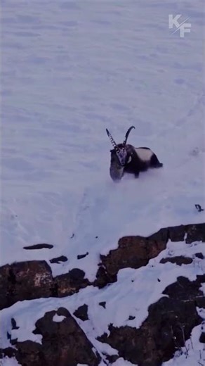 Snow Leopard Attack Fails Against Powerful Ibex