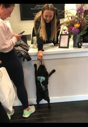 Yesterday, Kuma returned to the same coffee shop he used to always visit as a puppy. It was a sweet reminder that while Kuma's gotten older, he'll always be the same sweet little boy he's always been.