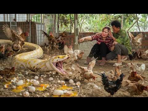 72 Hours of Terror 😱 Mutant Python Attacks Chicken Farm – Total Chaos! | Quynh Ana Harvest