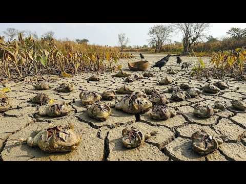 Millions Of Cane Toads Are Disappearing In Australia — The Culprit Behind It Left Scientists Stunned
