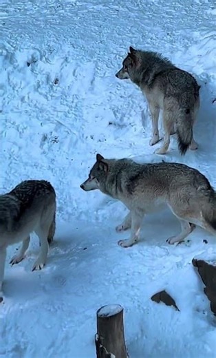 Why were these wolves acting like this? 🐺