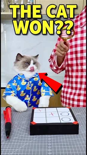 The Cat Outsmarted Her 🤣