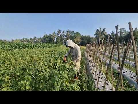 INCREDIBLE LUFFA HARVEST WITH SMART FARMING TECHNIQUES - Agricultural Farming