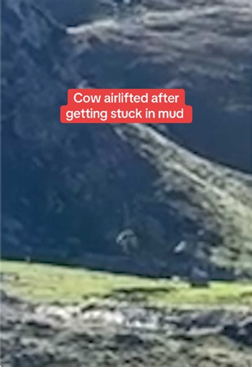 Vahine was flown to safety after becoming stuck in the mud making her way down a mountain in France. #cow #helicopter #airlift #rescue